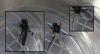 Bibio sp.